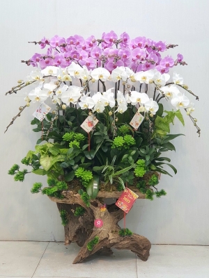 Chậu cây lan hồ điệp MS173
