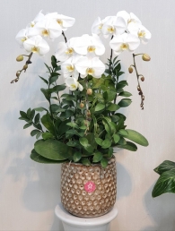 Chậu cây lan hồ điệp MS116