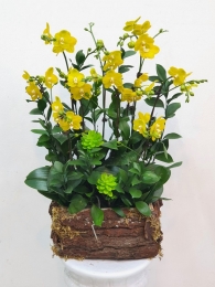 Chậu cây lan hồ điệp MS286
