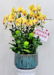 Chậu cây lan hồ điệp MS278