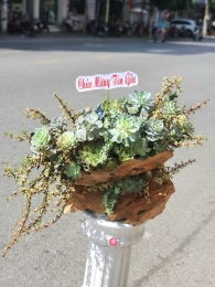 Chậu Sen đá MS01