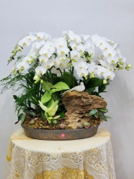 Chậu cây lan hồ điệp MS590