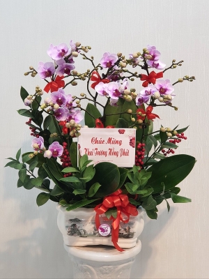 Chậu cây lan hồ điệp MS03