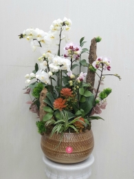 Chậu cây lan hồ điệp MS163