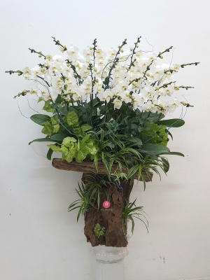 Chậu cây lan hồ điệp MS147