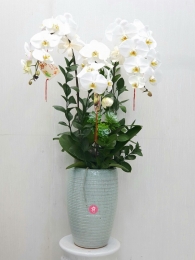 Chậu cây lan hồ điệp MS0303.239