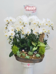 Chậu cây lan hồ điệp MS392