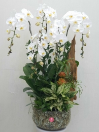 Chậu cây lan hồ điệp MS275