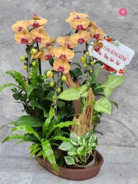 Chậu cây lan hồ điệp MS686