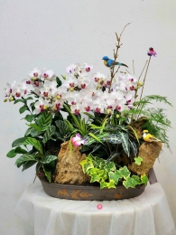 Chậu cây lan hồ điệp MS611