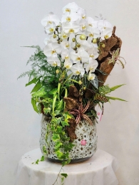 Chậu cây lan hồ điệp MS598