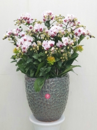 Chậu cây lan hồ điệp MS272