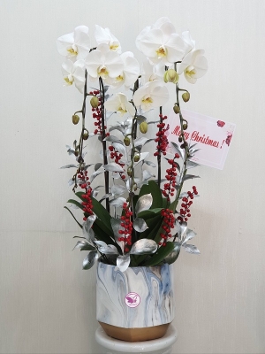 Chậu cây lan hồ điệp MS69