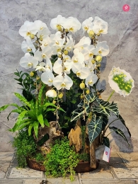 Chậu cây lan hồ điệp MS673