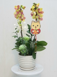 Chậu cây lan hồ điệp MS264