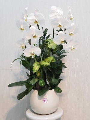 Chậu cây lan hồ điệp MS72