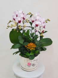 Chậu cây lan hồ điệp MS401