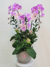 Chậu cây lan hồ điệp MS399